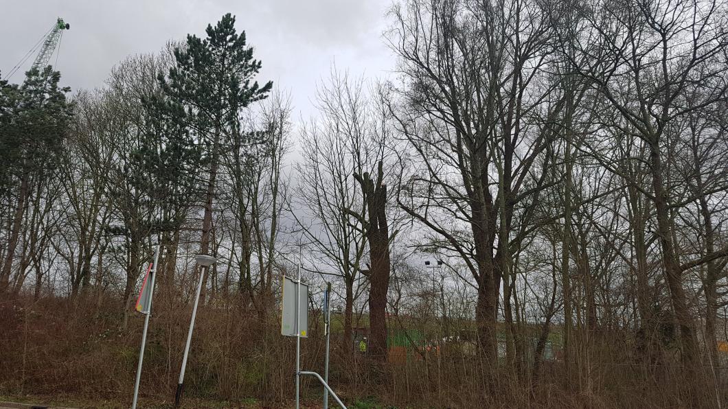 Bomen Devel