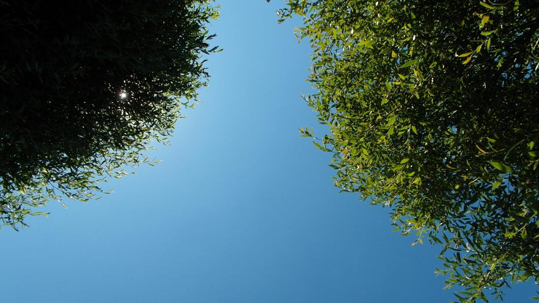 Bomen en lucht