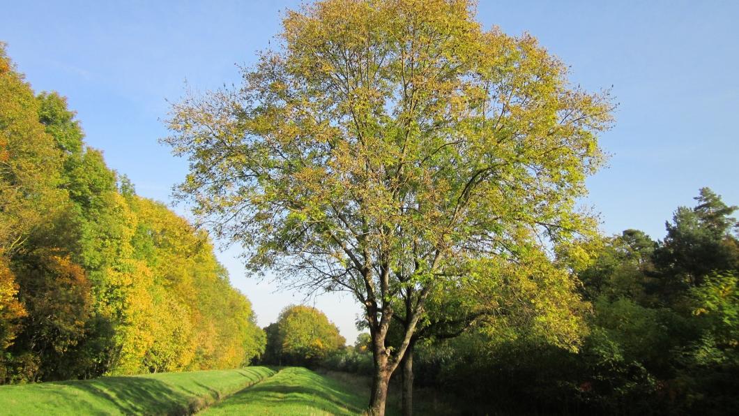 Es fraxinus-excelsior.jpg