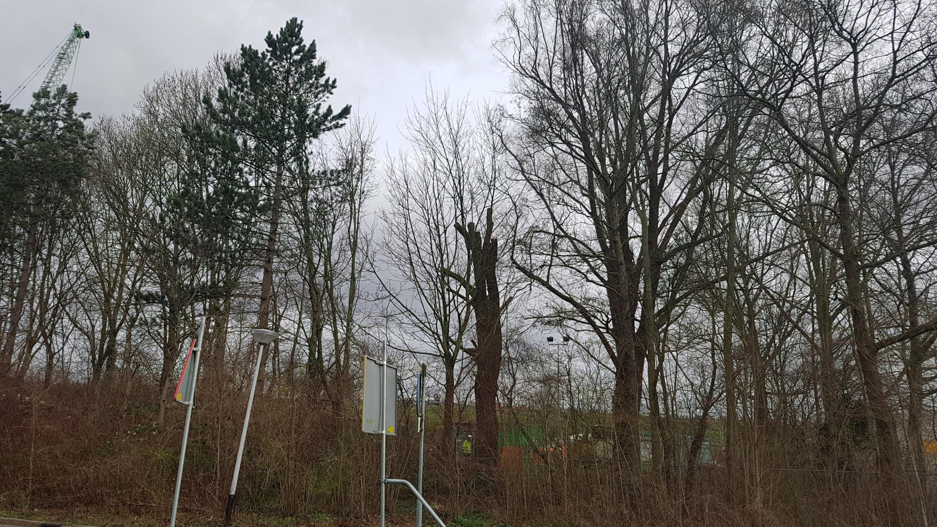 Bomen Devel