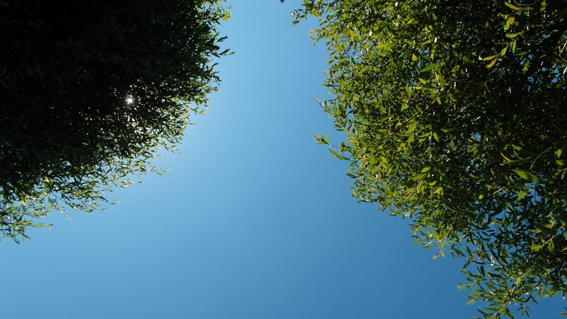 Blauwe lucht en bomen