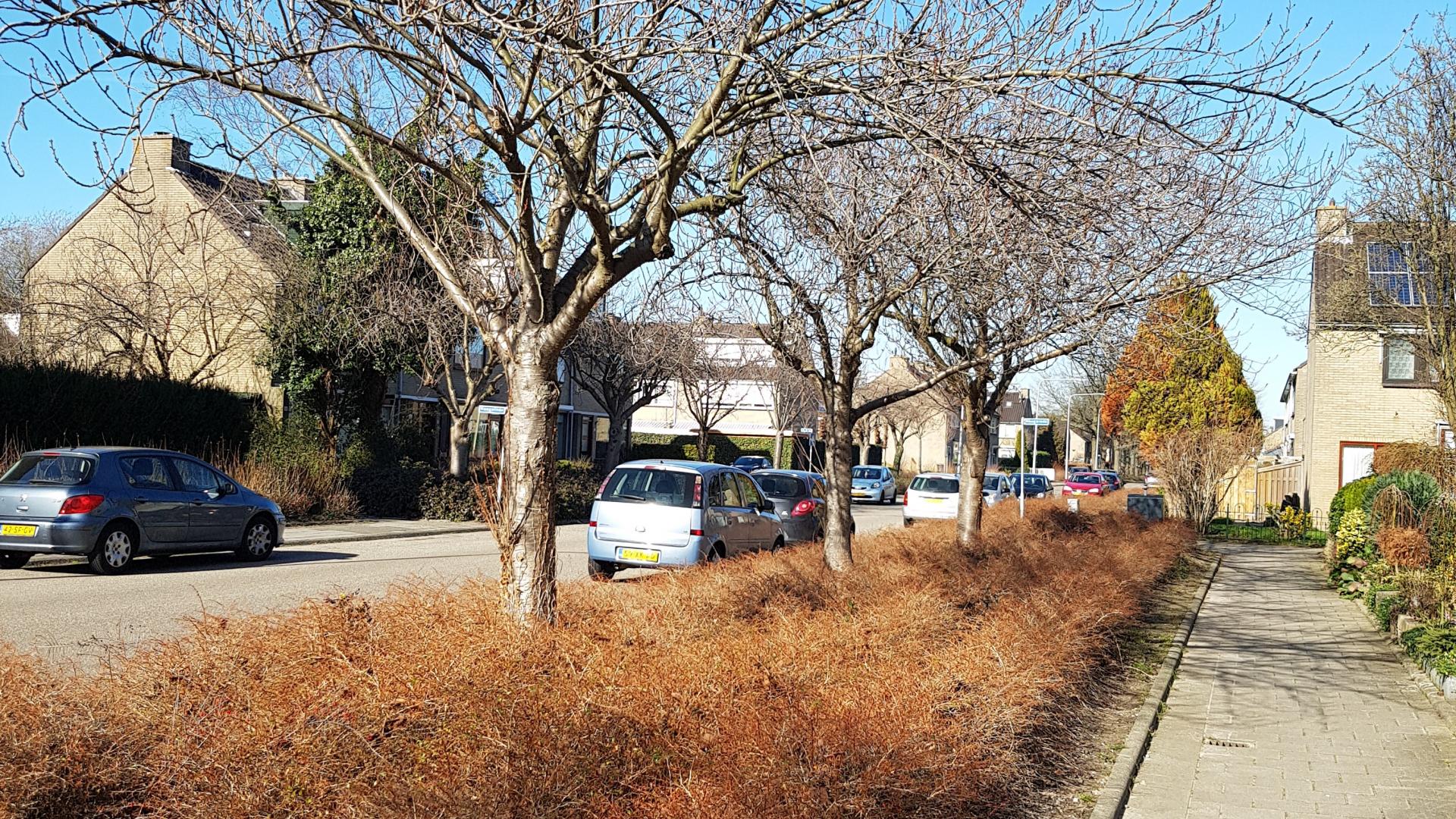 Perenbomen Vlietweg 1 6-3-2019.jpg