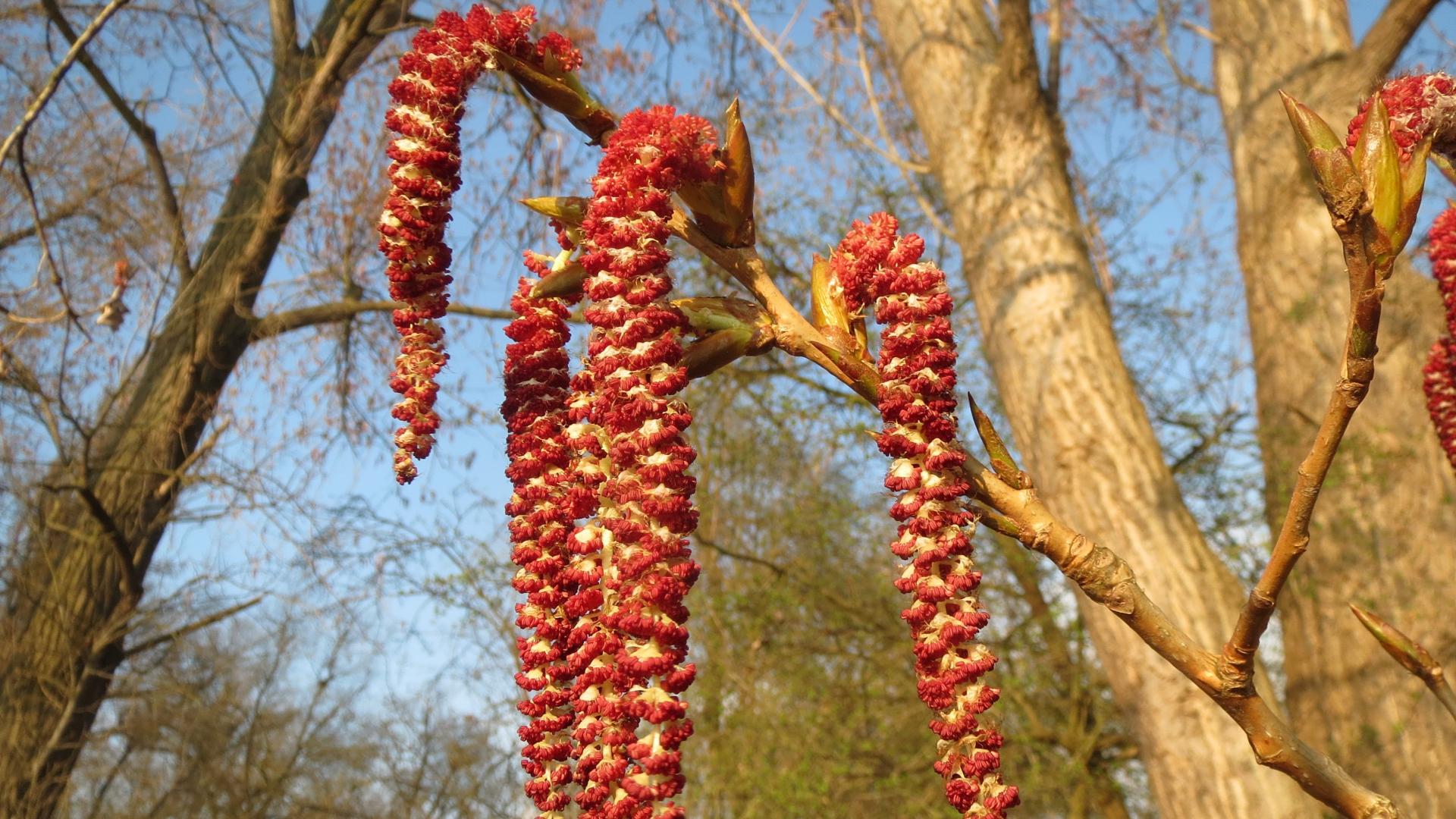 canadian-poplar.jpg