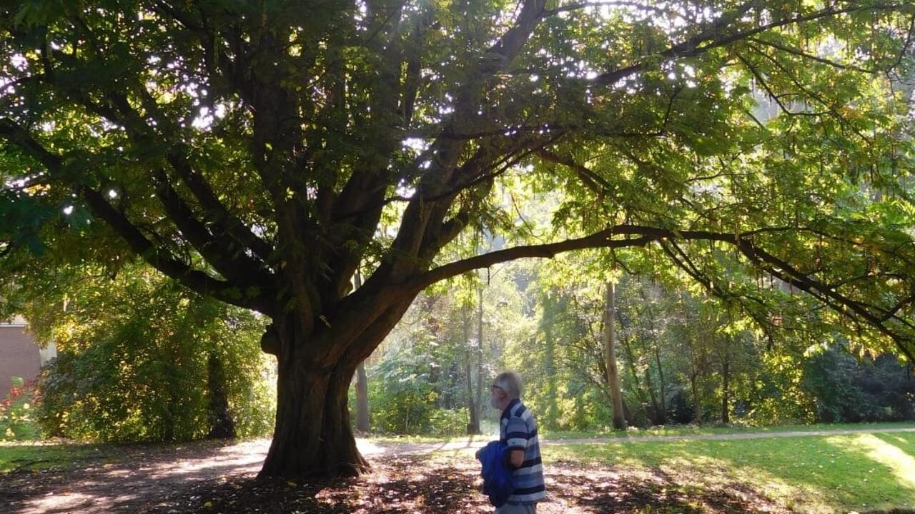 Zon en boom